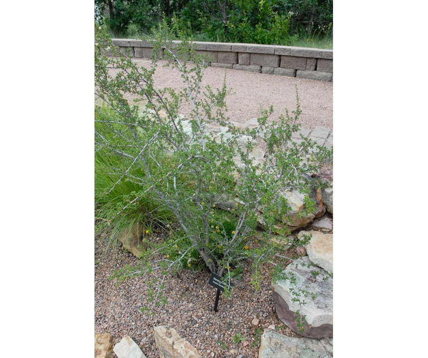 Stansbury's Cliffrose